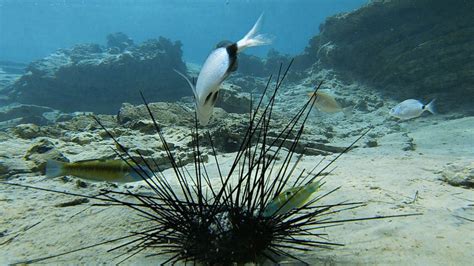 Red Sea corals threatened by mass sea urchin die-off, Israeli researchers say